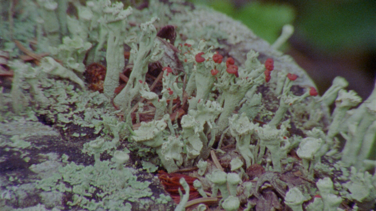 Lichens Are The Way