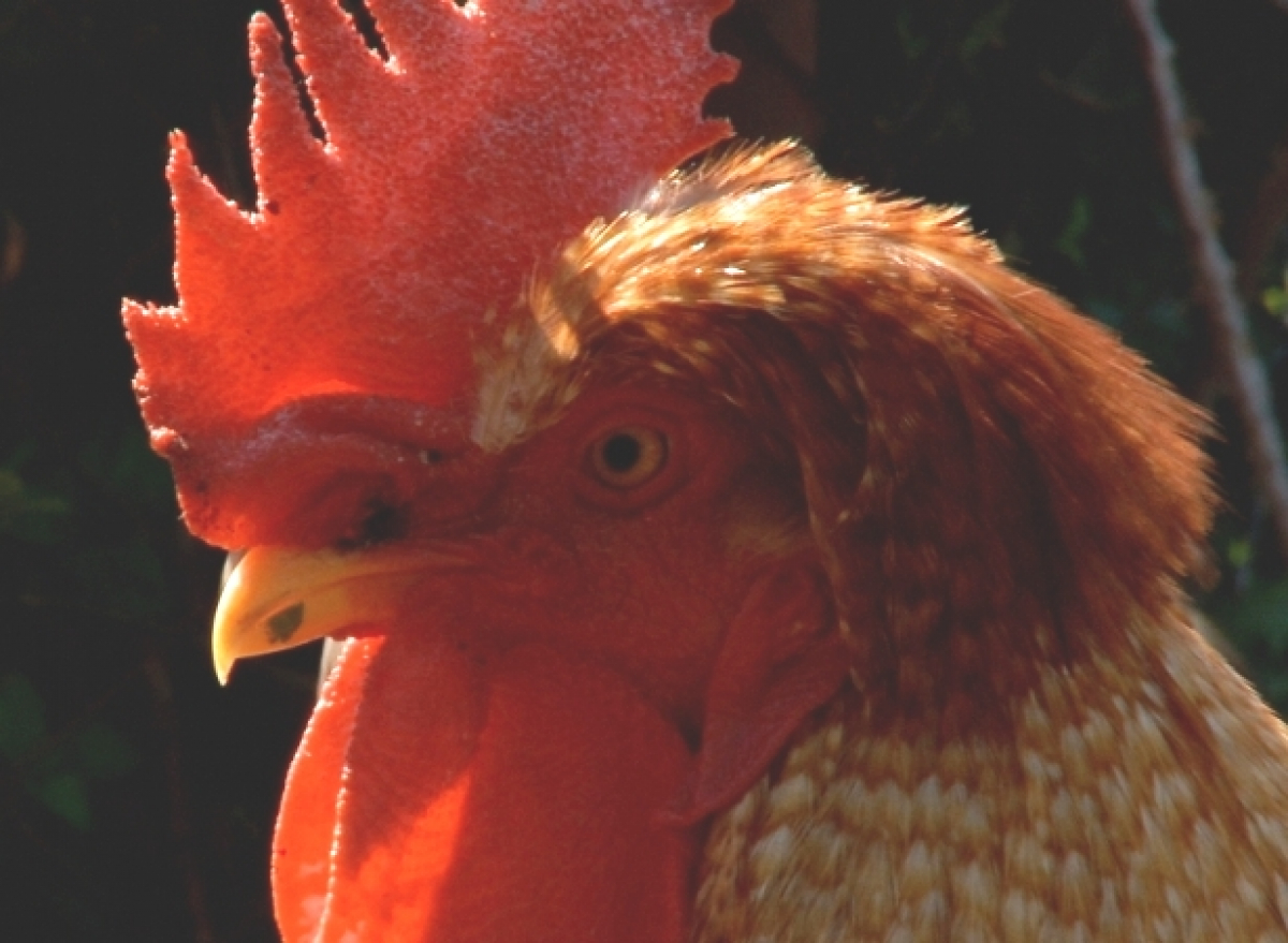 Tribulations & Sustainable Growth of a Cock