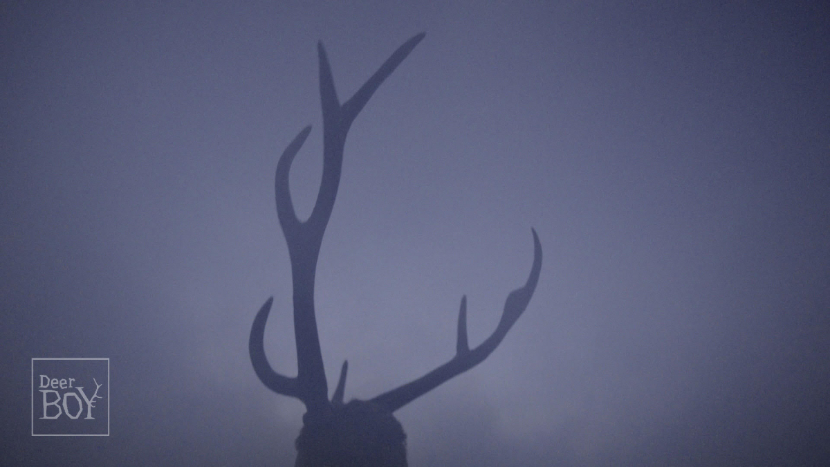 DEER BOY