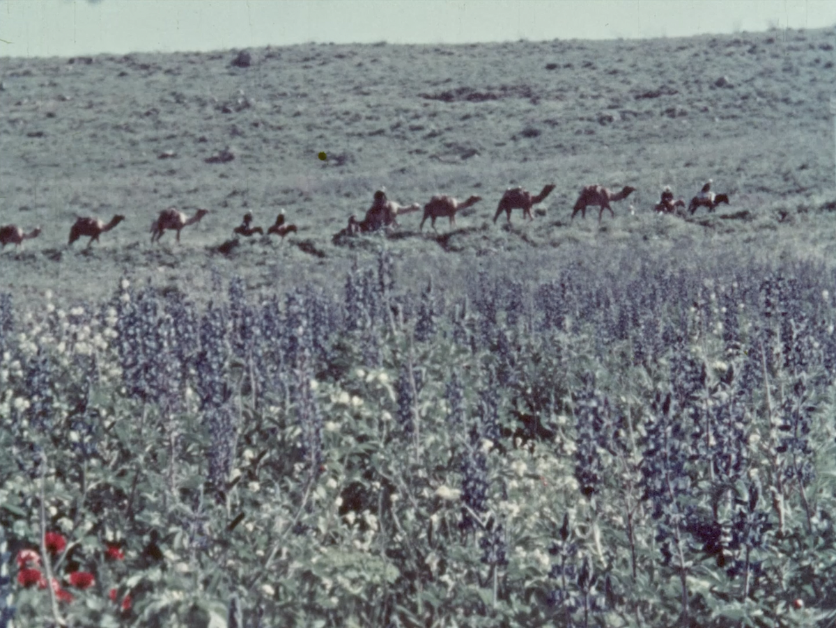 The Flowers Stand Silently, Whispering