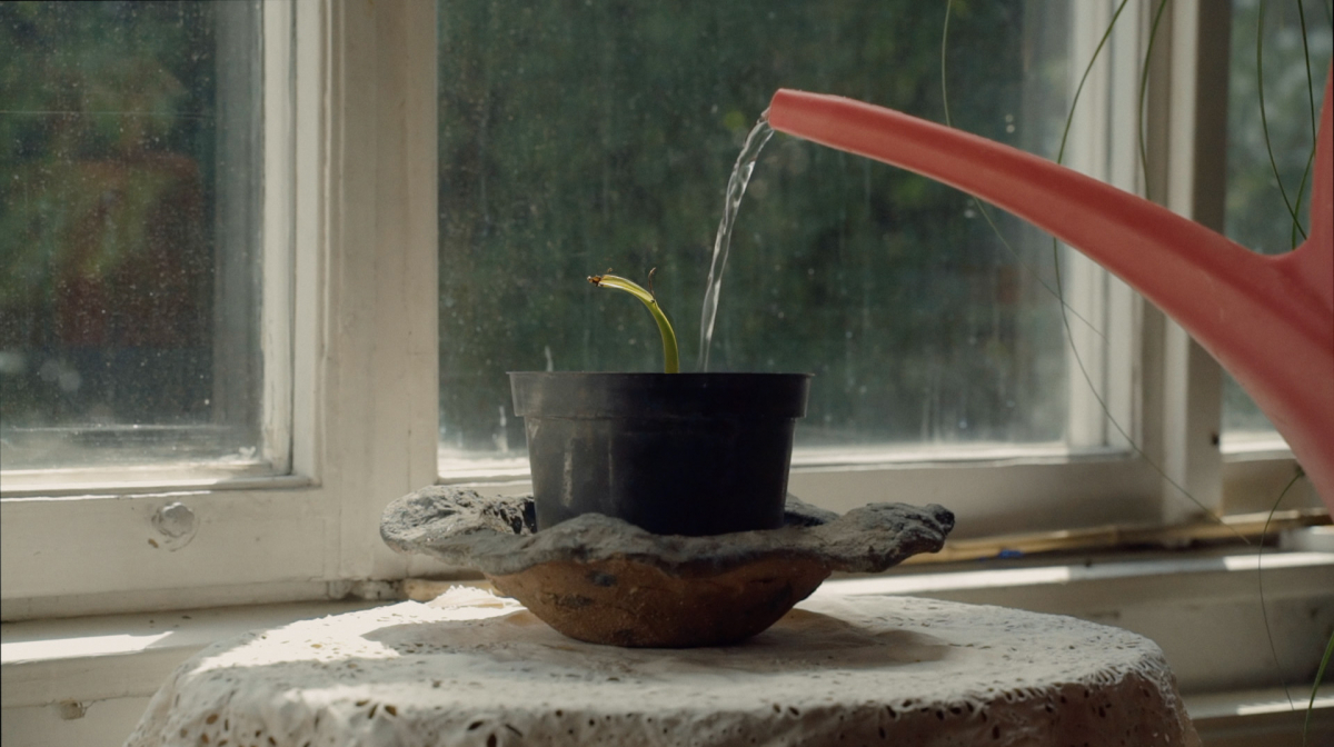 The Silence of the Banana Trees