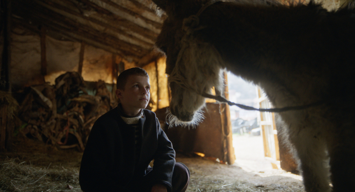 The Beauty of the Donkey