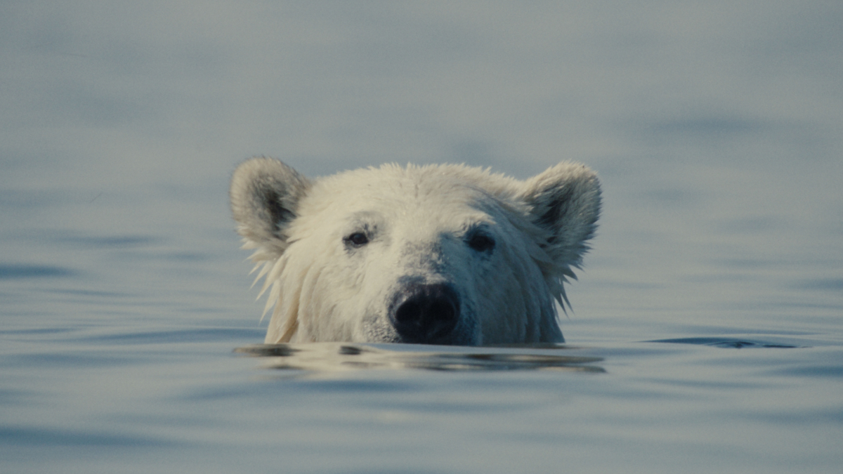 Nuisance Bear