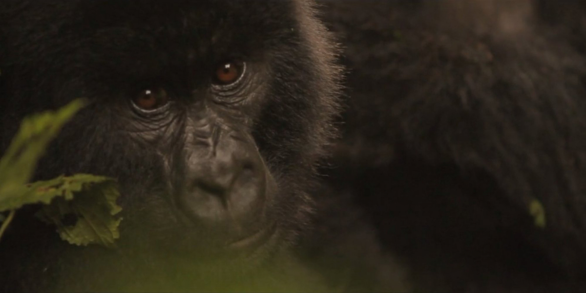 Virunga