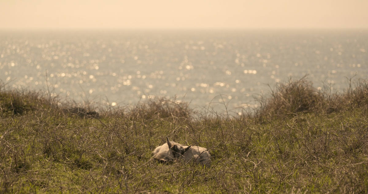 Goats!