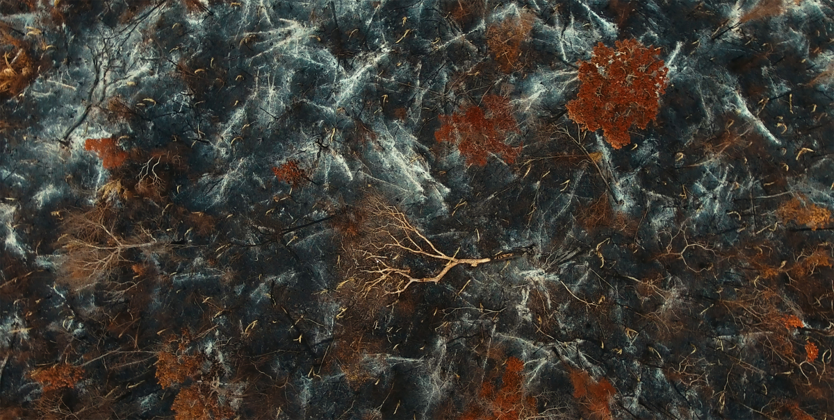 UÝRA – The Rising Forest