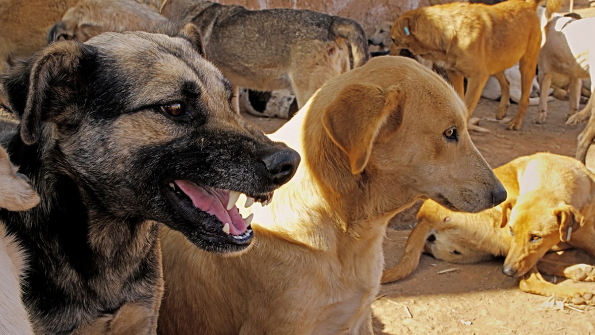 Mutts