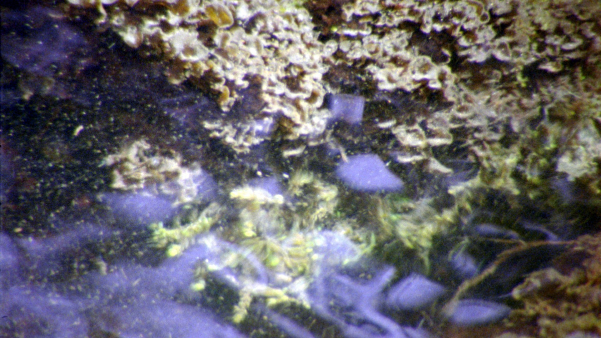 Lichens Are The Way