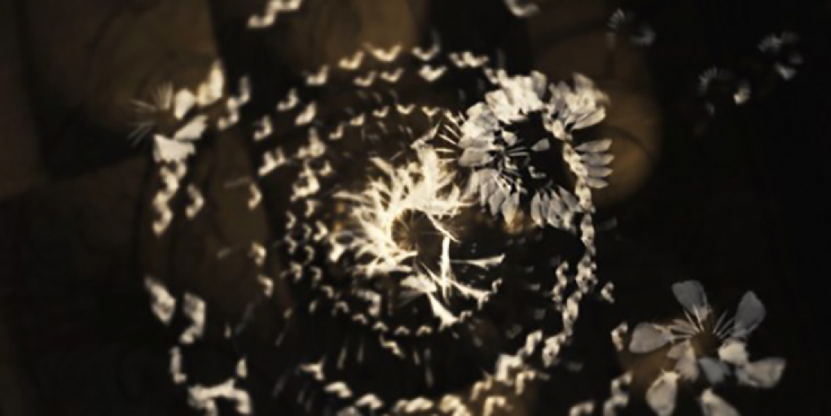 Death of an Insect