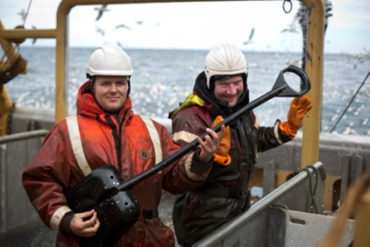 Raw Herring