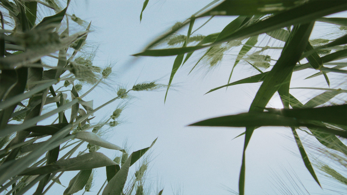 Wild Relatives