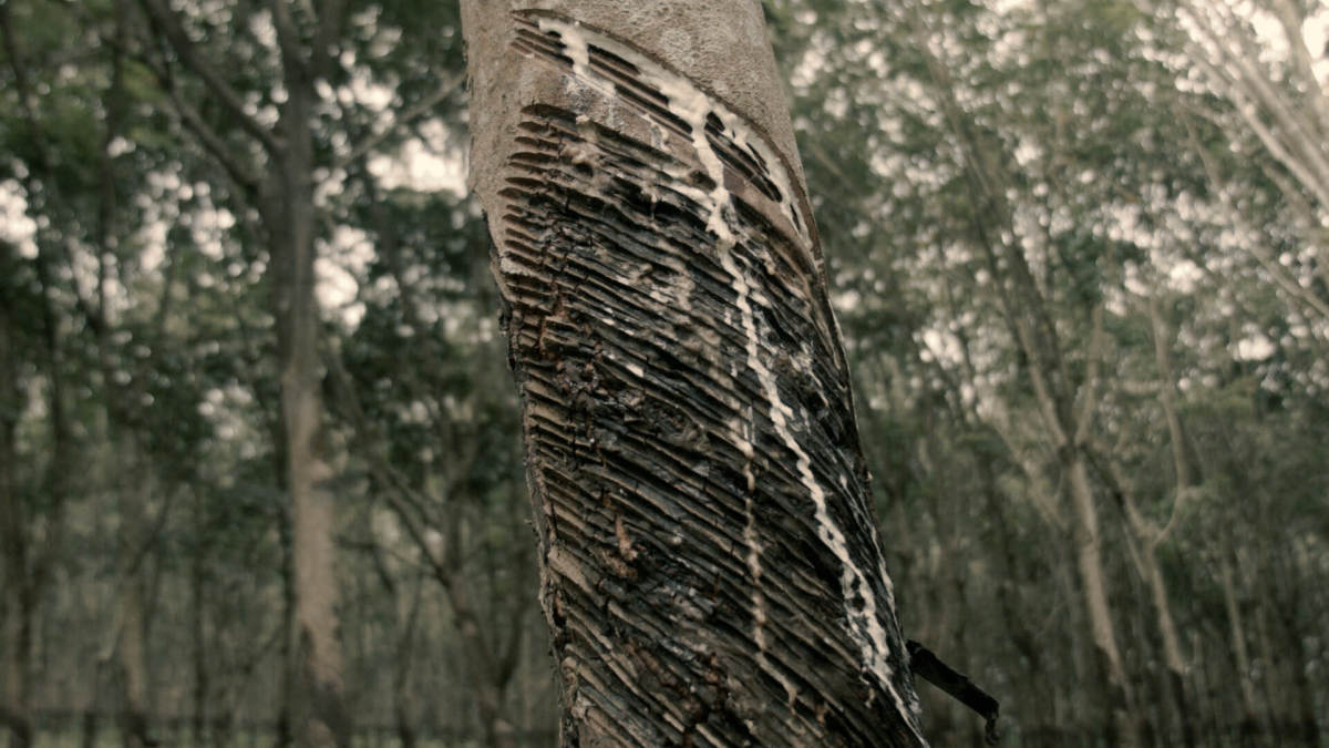 The Clearing