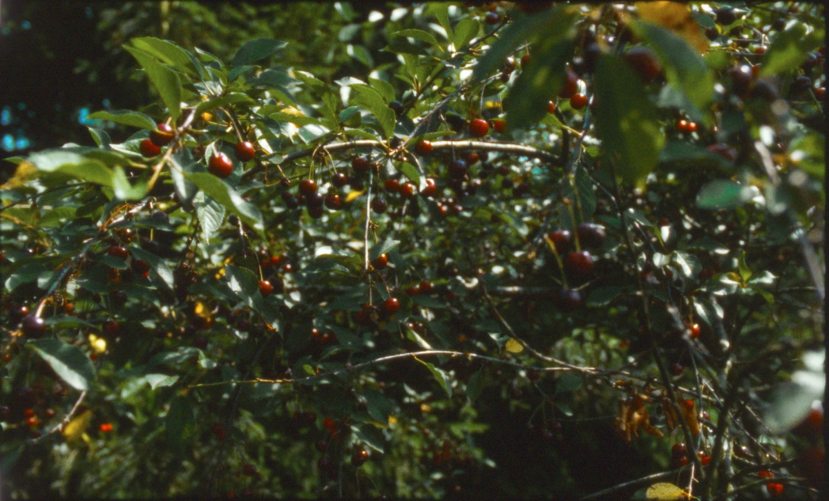 Cherries
