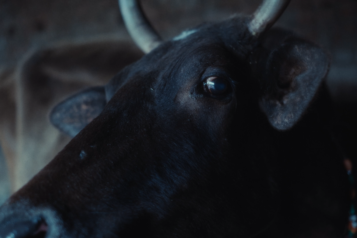 The Calf Doll