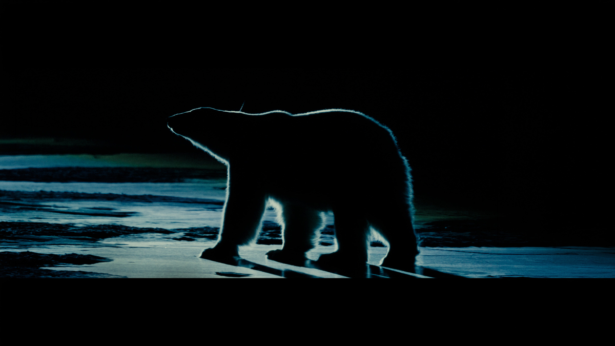 Nuisance Bear