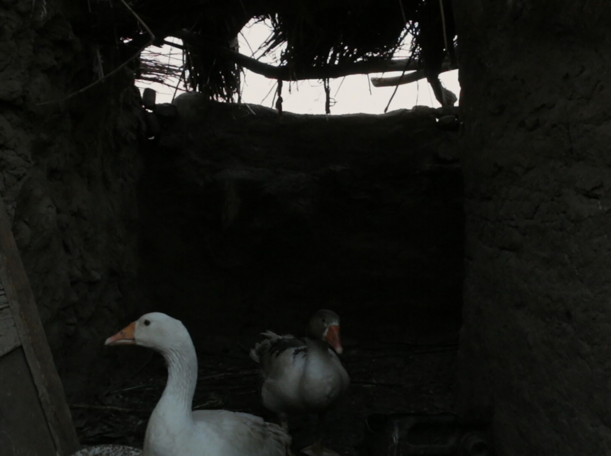 The Goose's Excuse