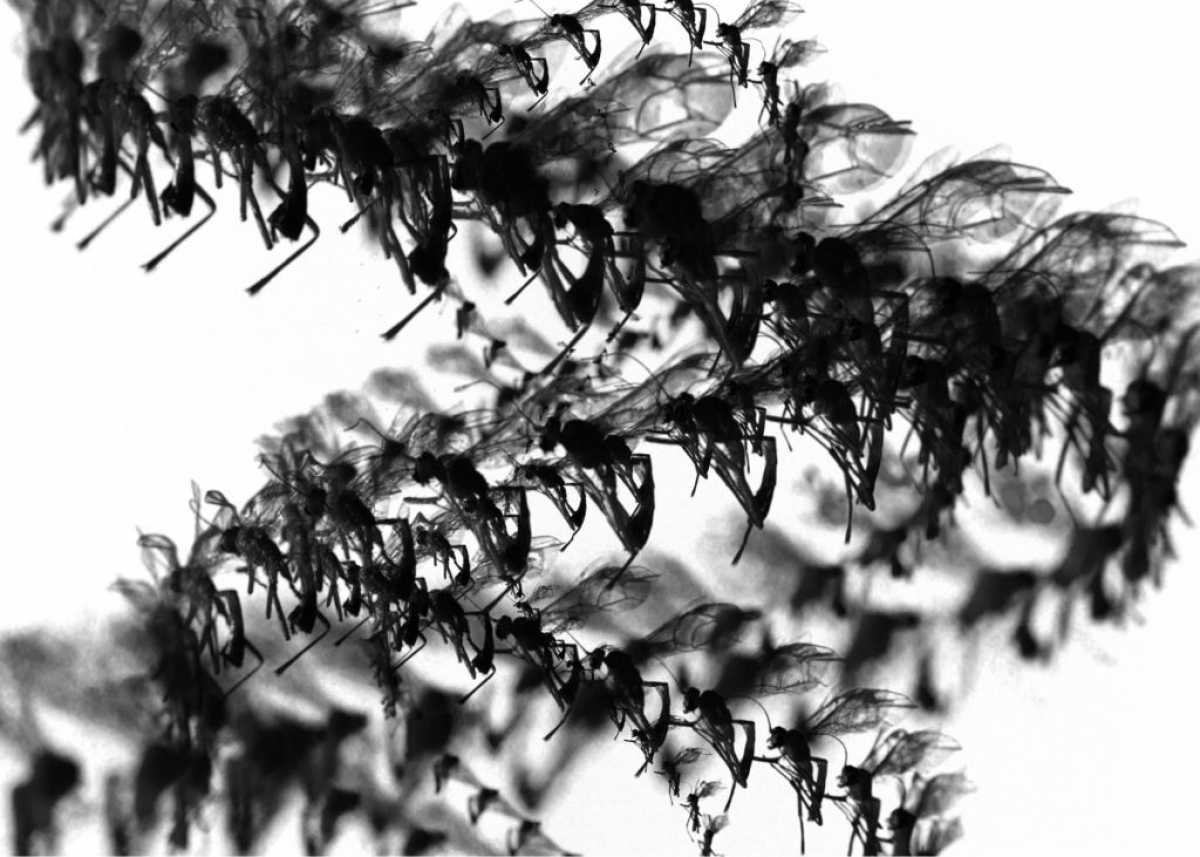 Death of an Insect