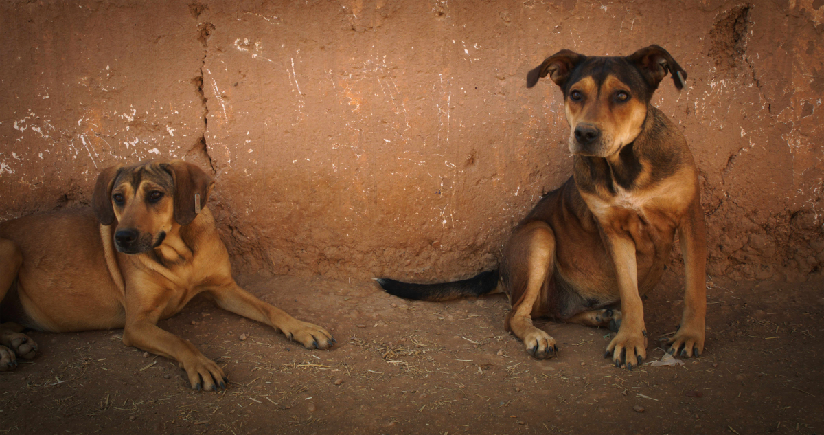 Mutts