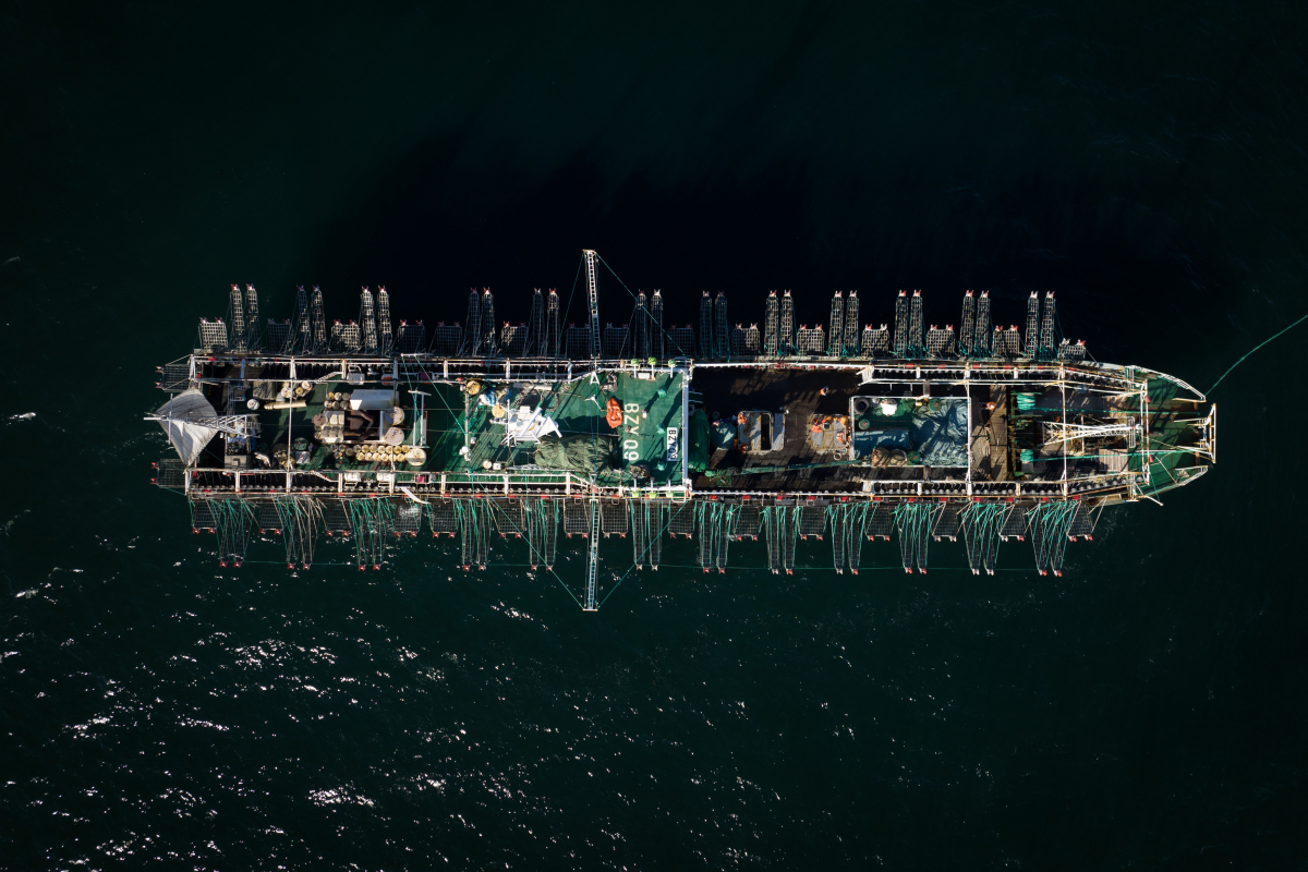 Squid Fleet