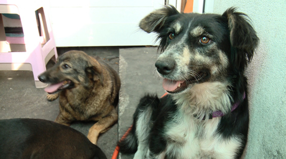 On Barking and Running