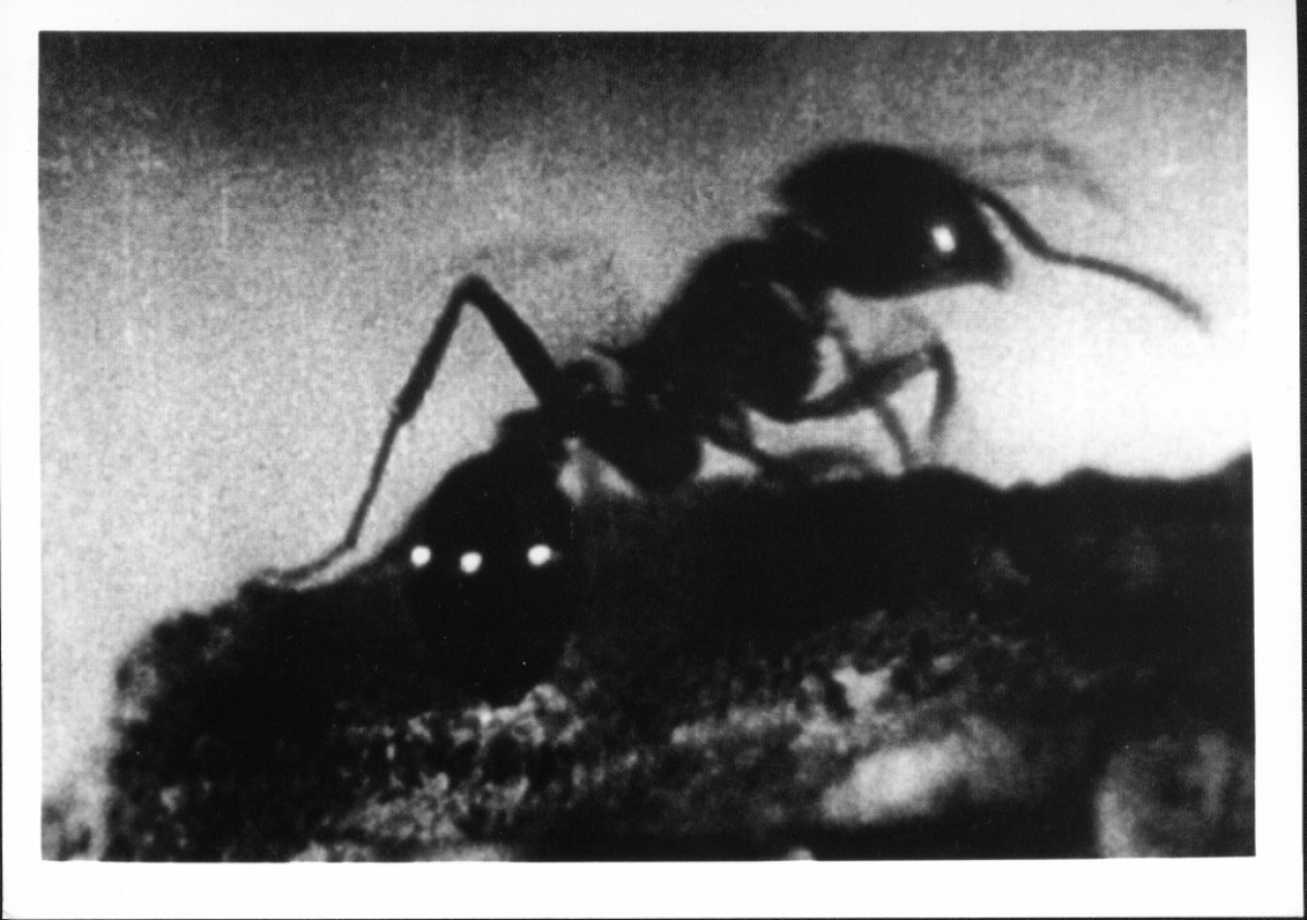 The Smell of Burning Ants