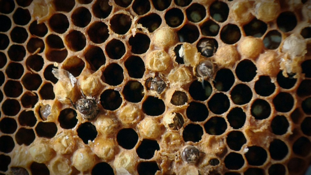 Honey on Wounds