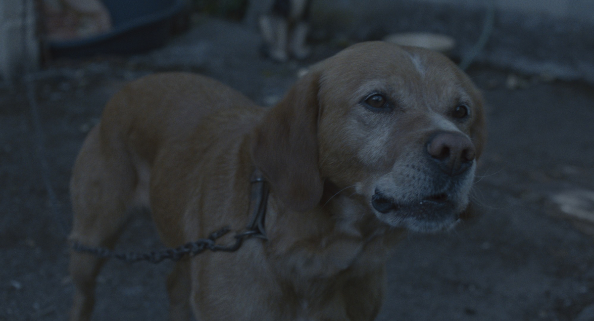 RELEASE THE DOGS