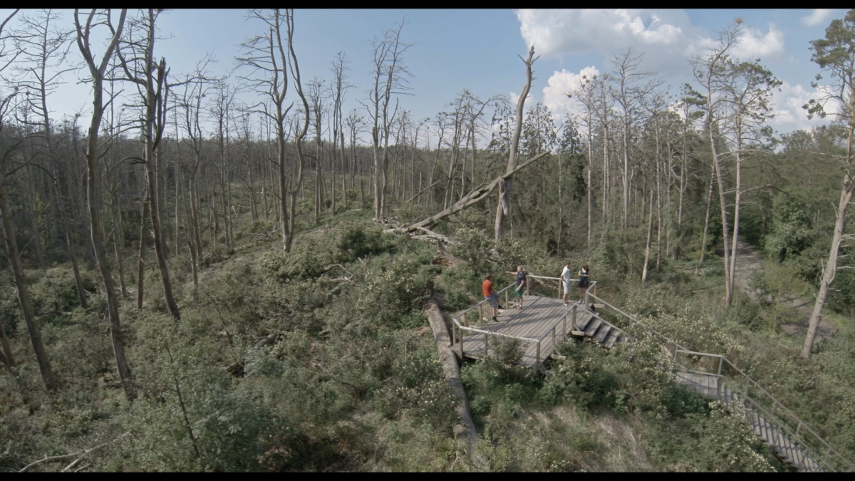 Acid Forest