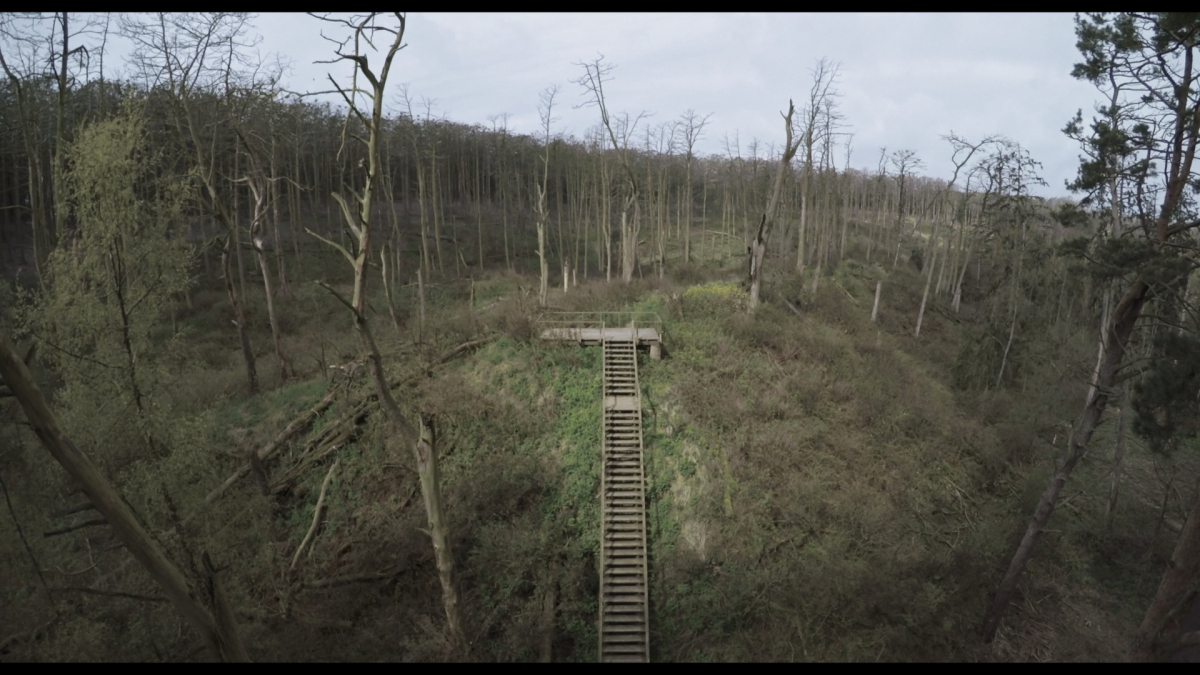 Acid Forest