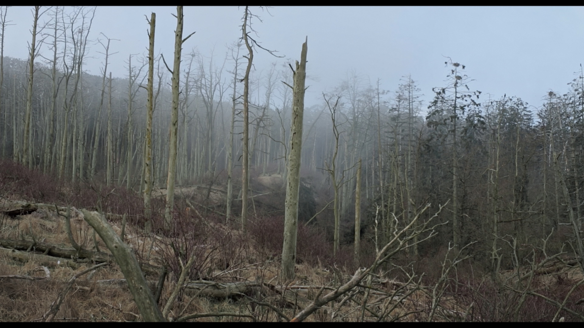 Acid Forest