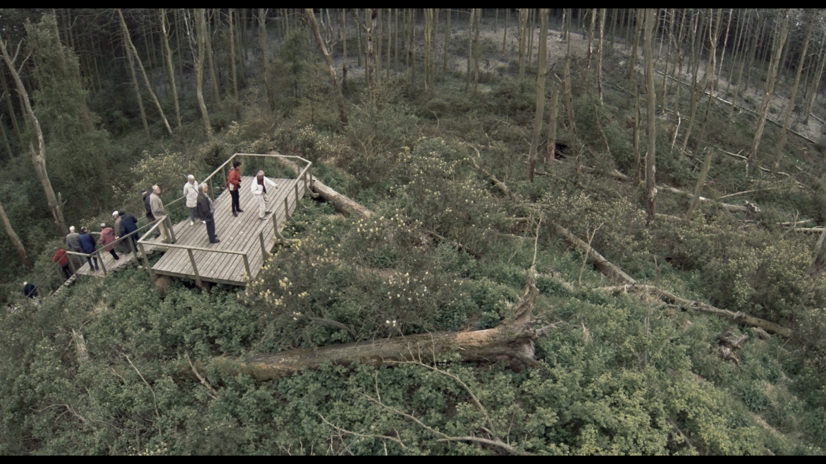 Acid Forest