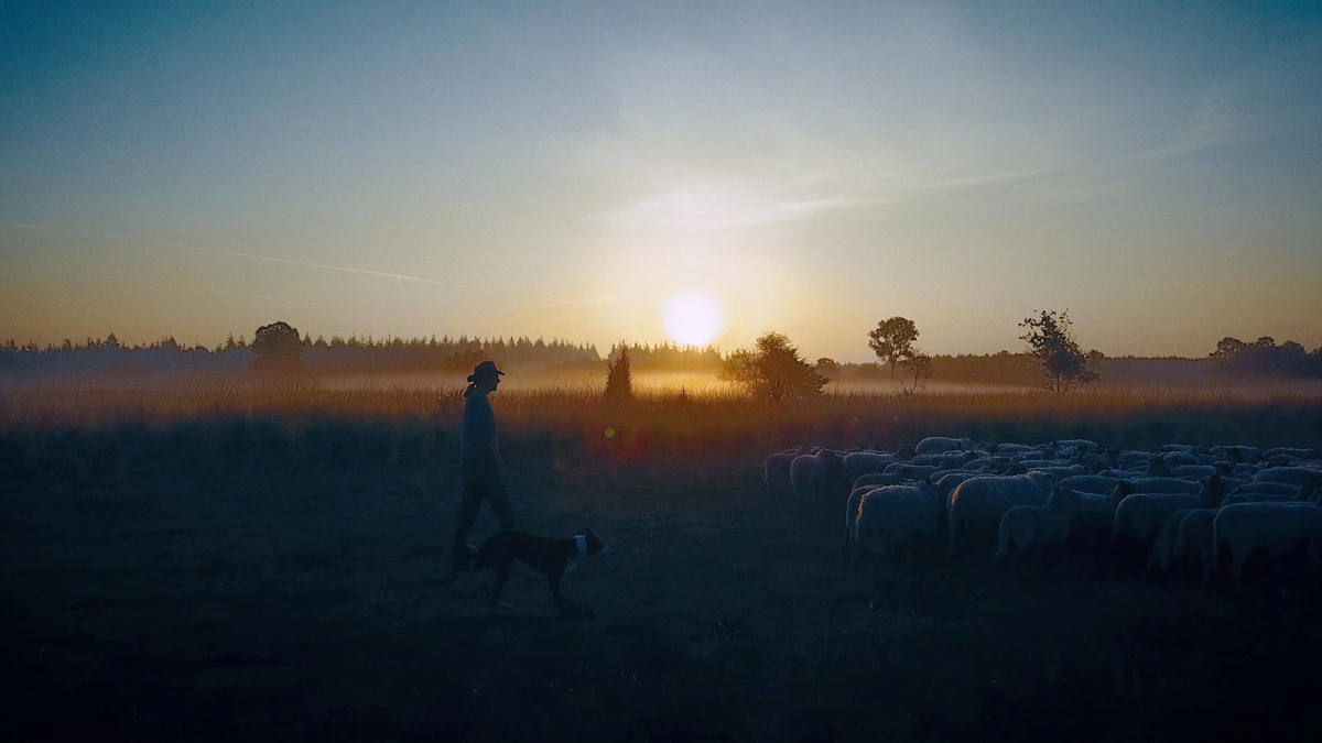 Sheep Hero
