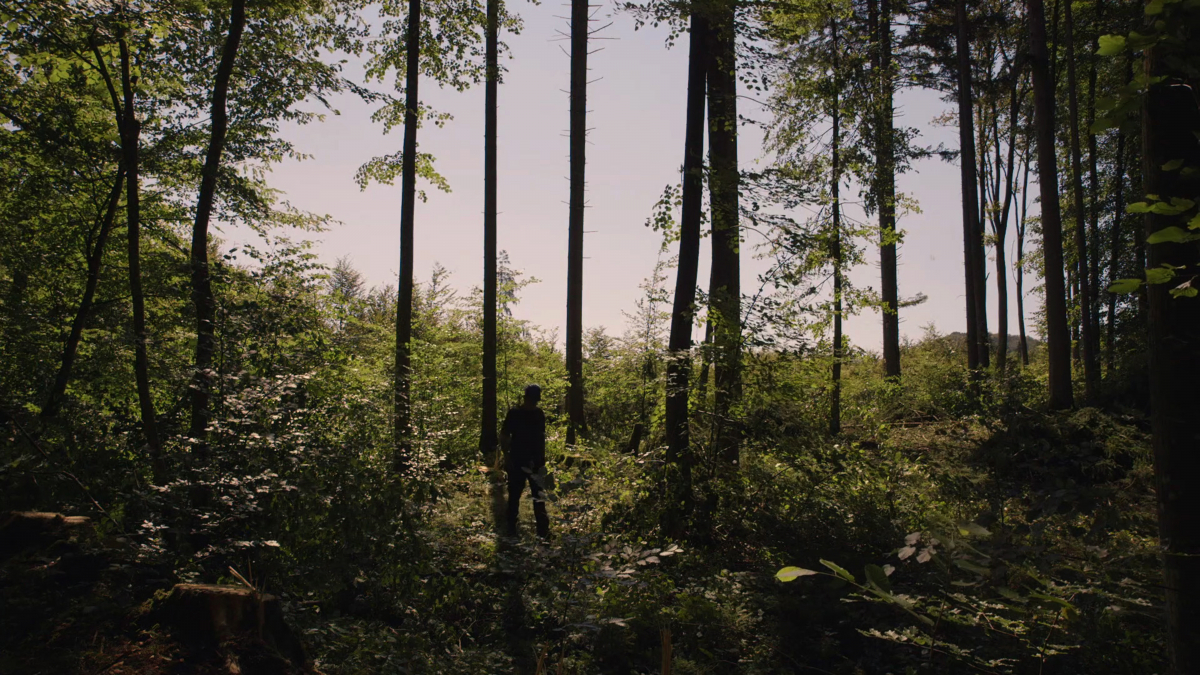 Greetings From Free Forests