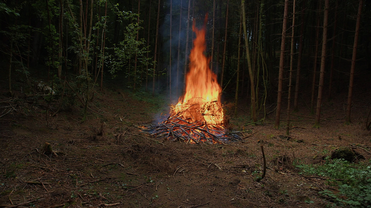 Greetings From Free Forests