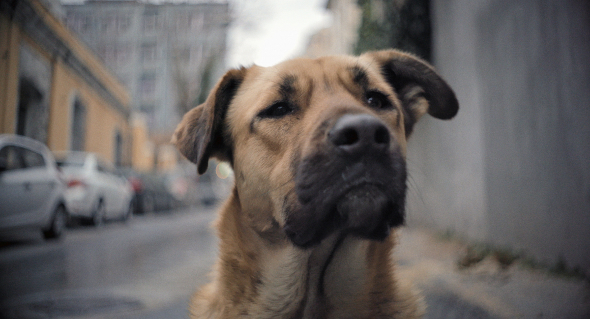 Stray