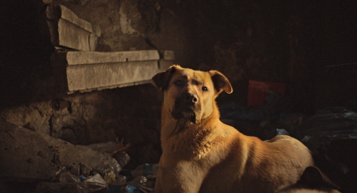 Stray