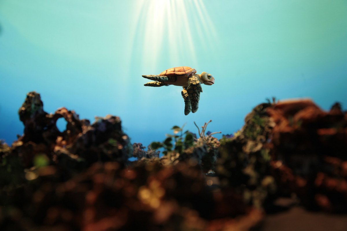 The Plastic Turtle