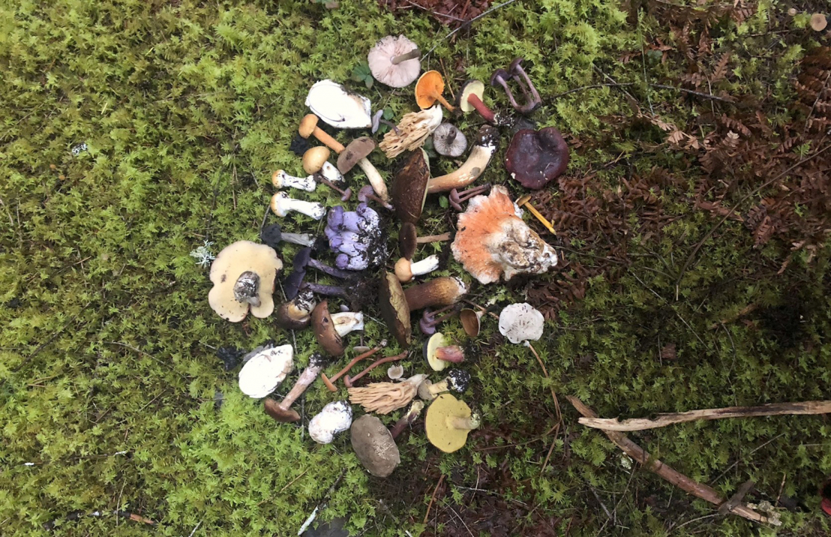 The Mushroom Speaks
