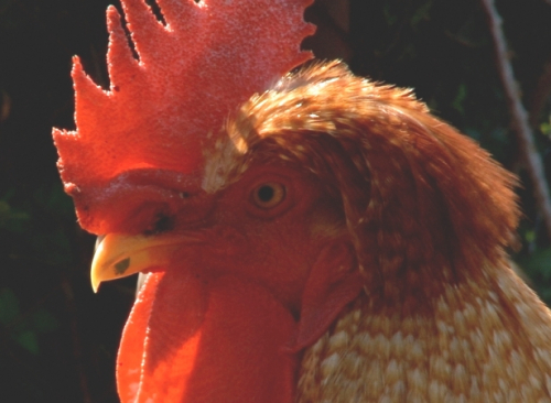 Tribulations & Sustainable Growth of a Cock