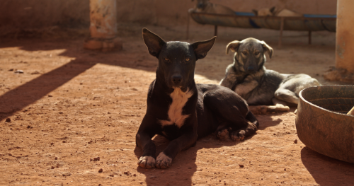 Mutts