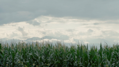 Blood in the blackbirds' field. A story of war, justice and resilience.