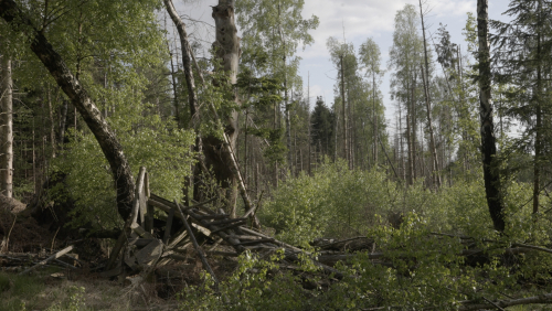 Forest of Frames
