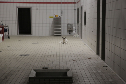 Ingresso Animali Vivi