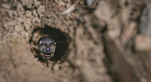 Where The Wild Bees Are