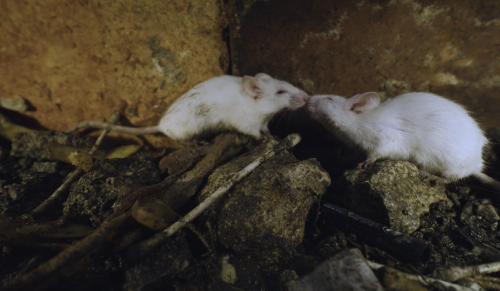 House of mice