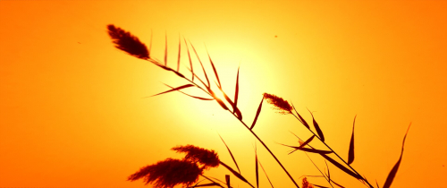 Memories of an Unborn Sun