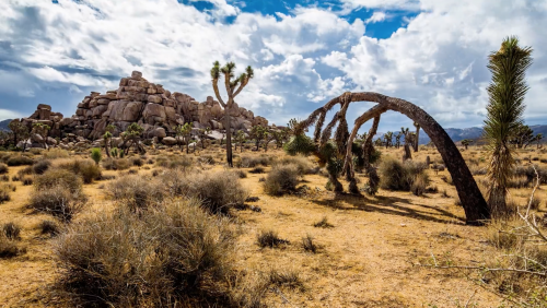 Joshua Tree: Threatened Wonderland