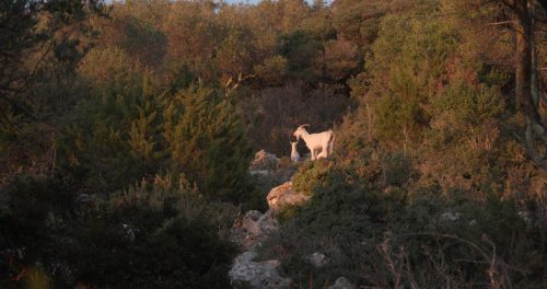 Goats!