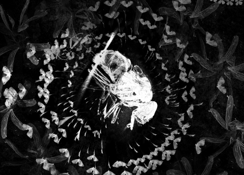 Death of an Insect