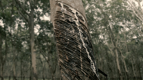 The Clearing